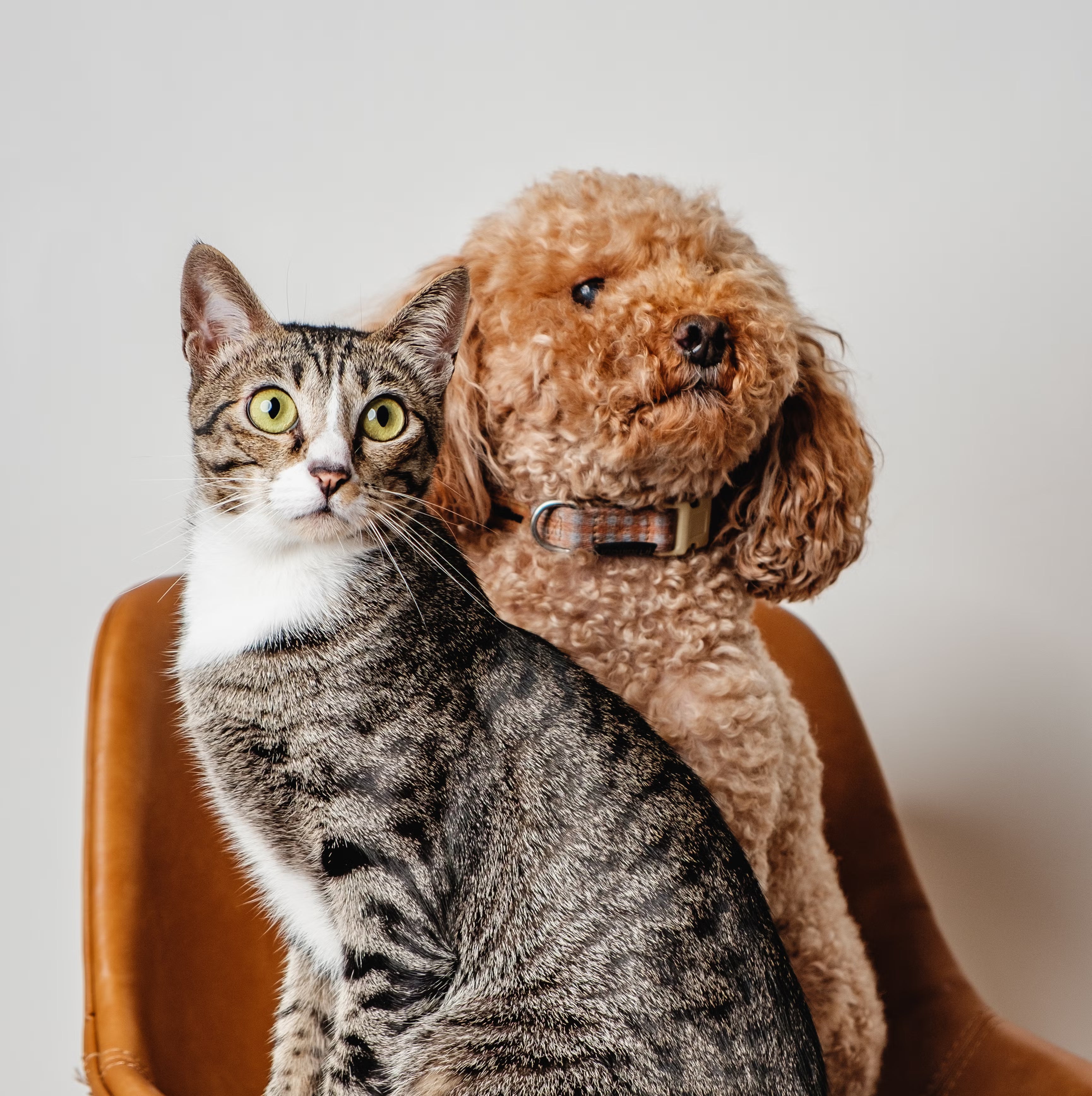 Helpt een luchtreiniger bij een allergie voor katten of honden?