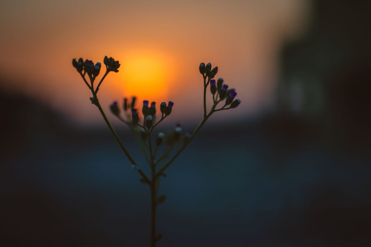 Bloeiende bloem tijdens zonsopkomst in de vroege ochtend