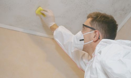 Helpt een luchtreiniger tegen schimmel en schimmelsporen in huis?